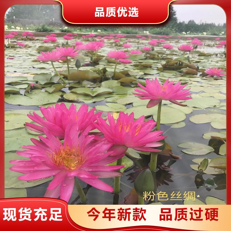 荷花苗零售備貨充足
