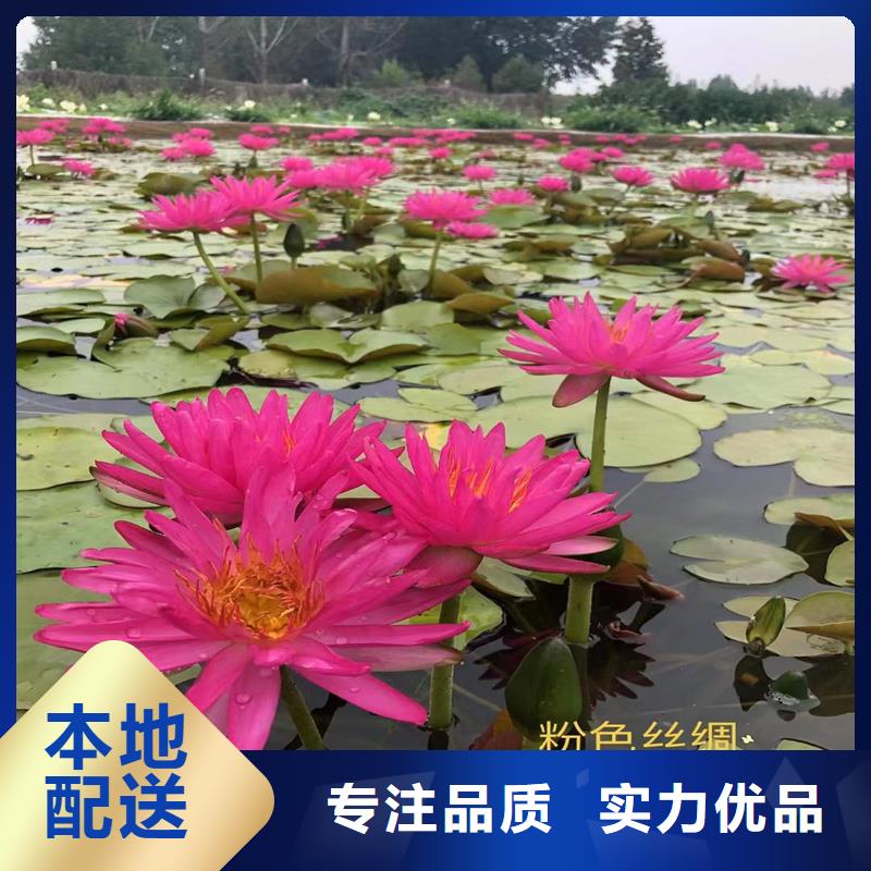 優(yōu)惠的稀有荷花苗廠家