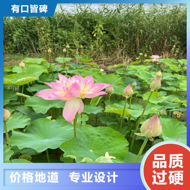 可定制的優(yōu)質(zhì)荷花苗實(shí)體廠家