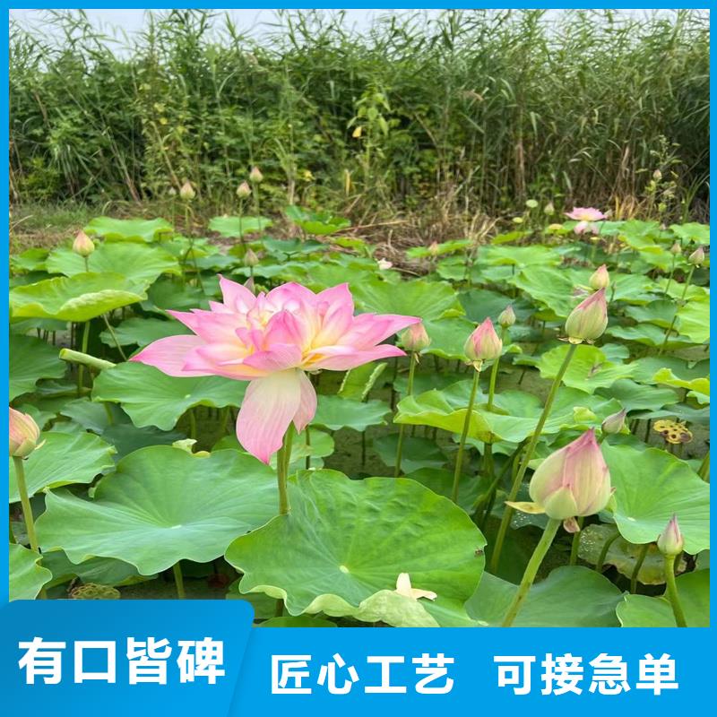 荷花苗耐寒荷花苗工廠直供