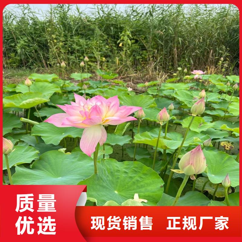 荷花苗荷花種苗產(chǎn)地源頭好貨