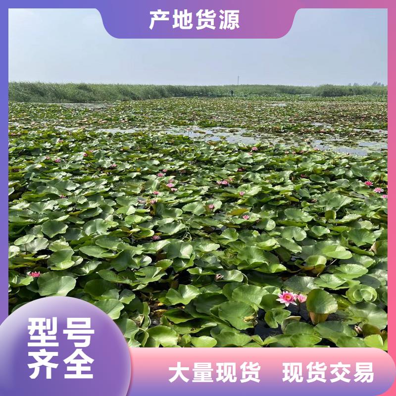 荷花苗-觀賞荷花苗打造好品質(zhì)