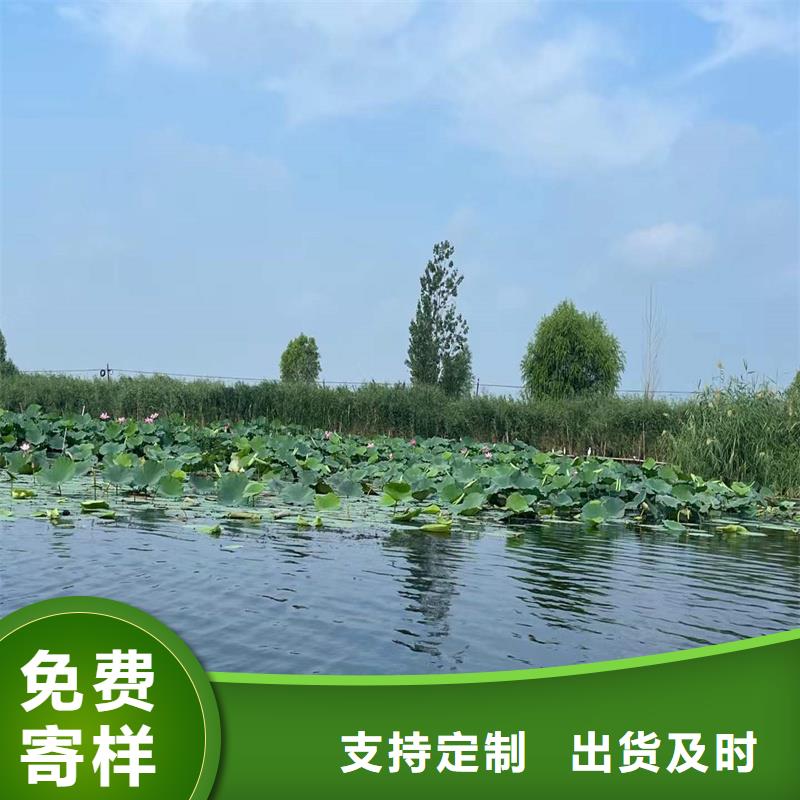 質(zhì)量?jī)?yōu)的經(jīng)濟(jì)型荷花苗現(xiàn)貨廠家