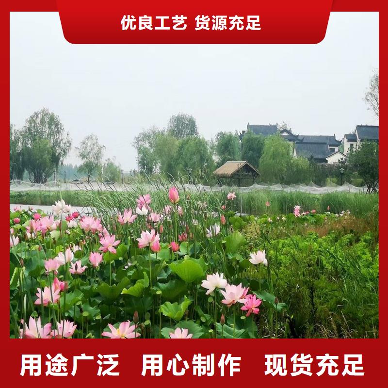 深水荷花苗物超所值