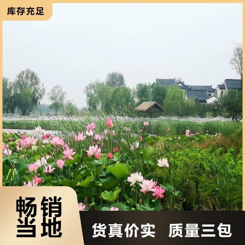 蓮藕苗可定制廠家