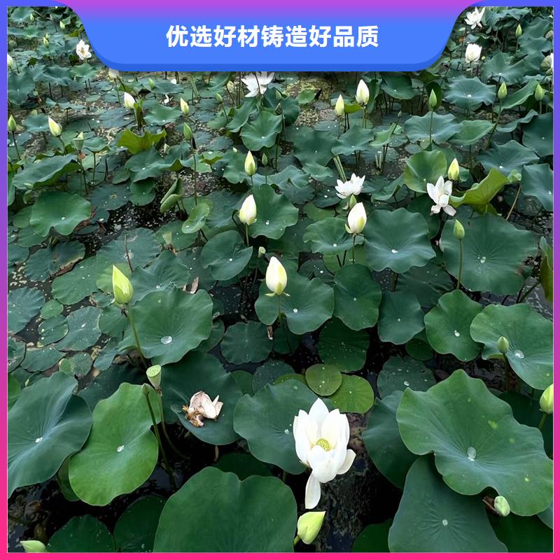 專注根系發(fā)達(dá)荷花苗銷售