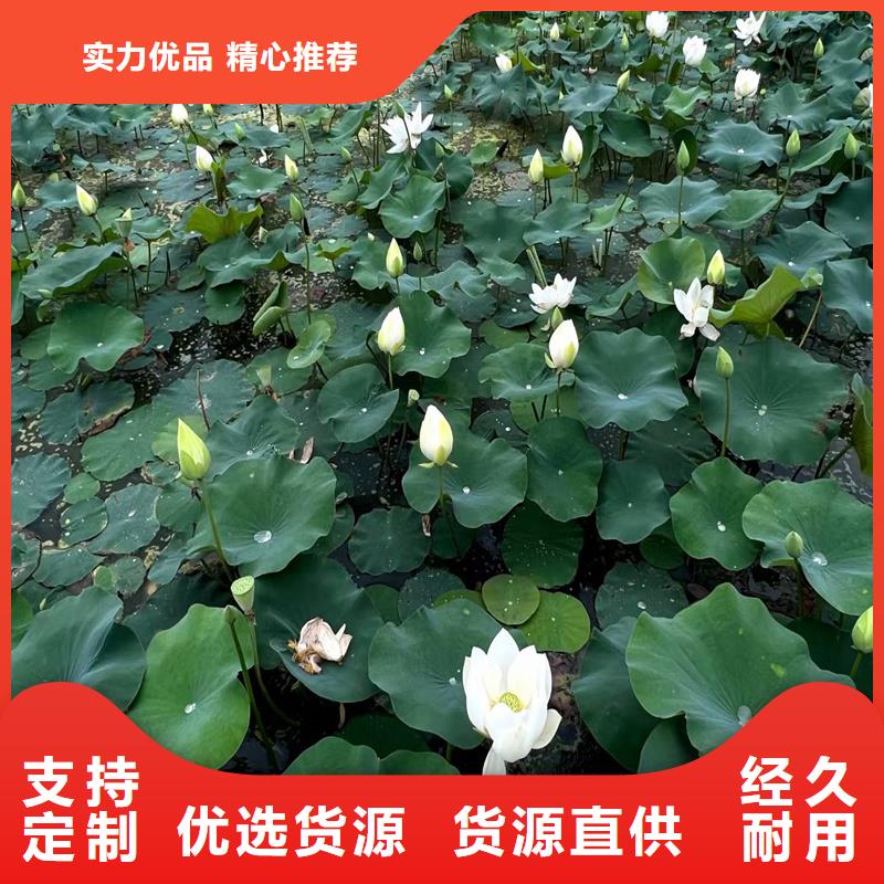 優(yōu)惠的稀有荷花苗廠家