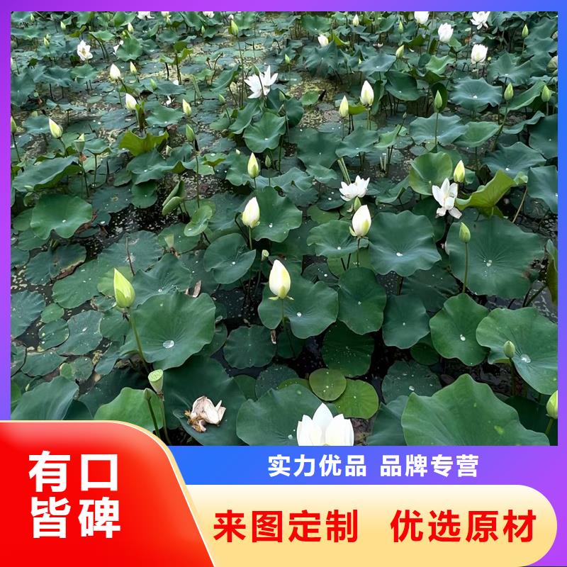 有現(xiàn)貨的色系全荷花苗銷售廠家