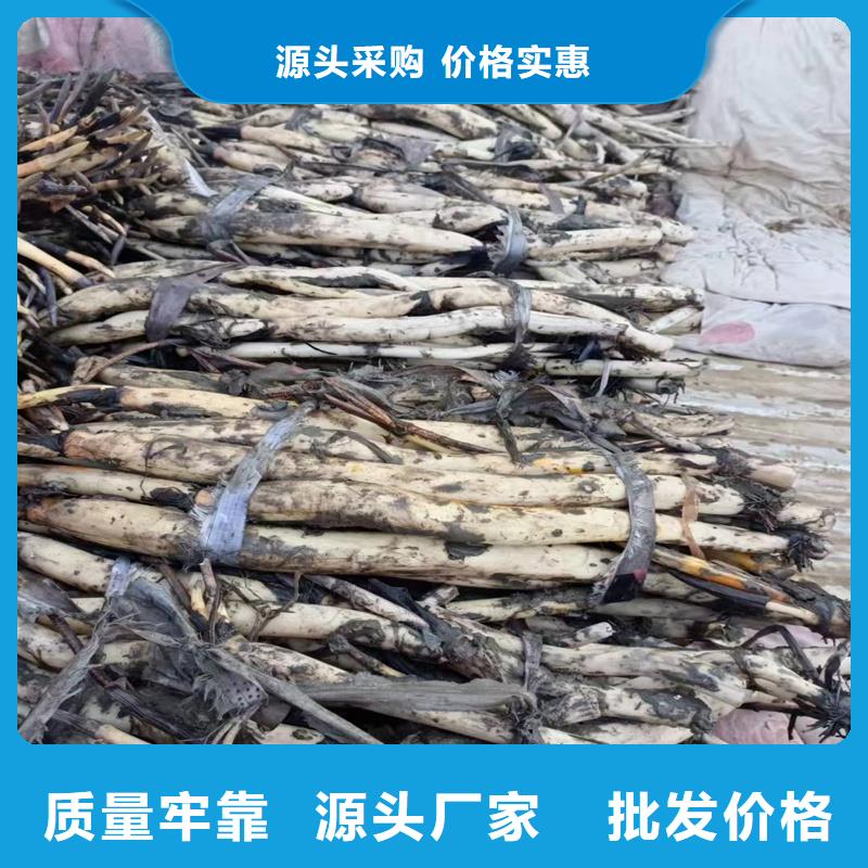 專注根系發(fā)達(dá)荷花苗銷售