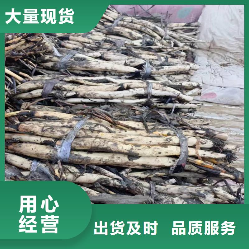 荷花苗零售備貨充足