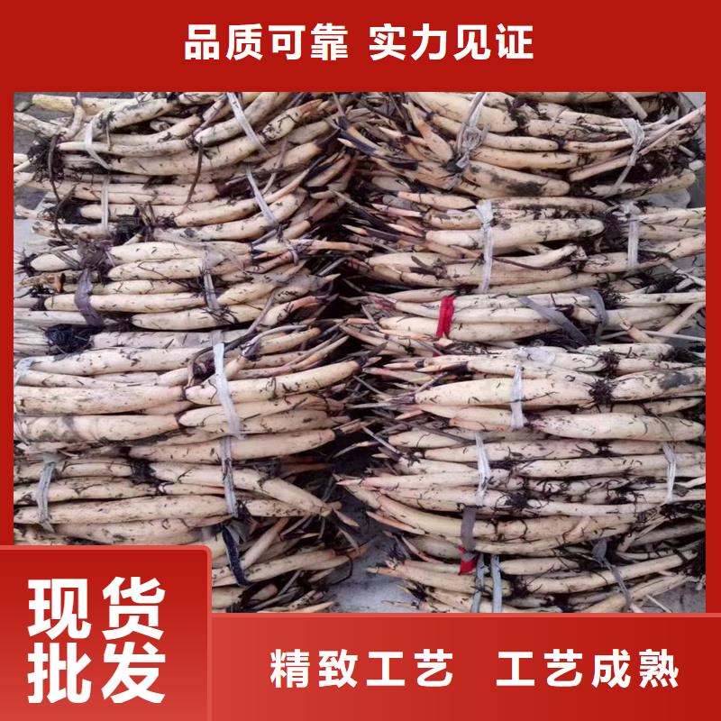 質(zhì)量?jī)?yōu)的經(jīng)濟(jì)型荷花苗現(xiàn)貨廠家