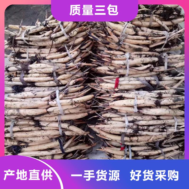 有現(xiàn)貨的色系全荷花苗銷售廠家