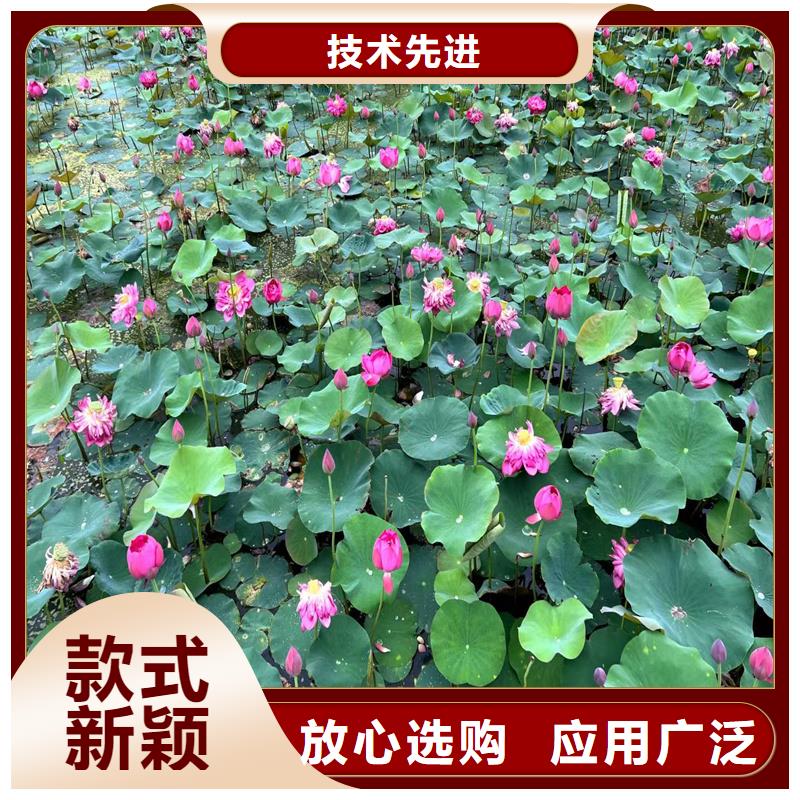 生產(chǎn)微型荷花苗廠家-可定制