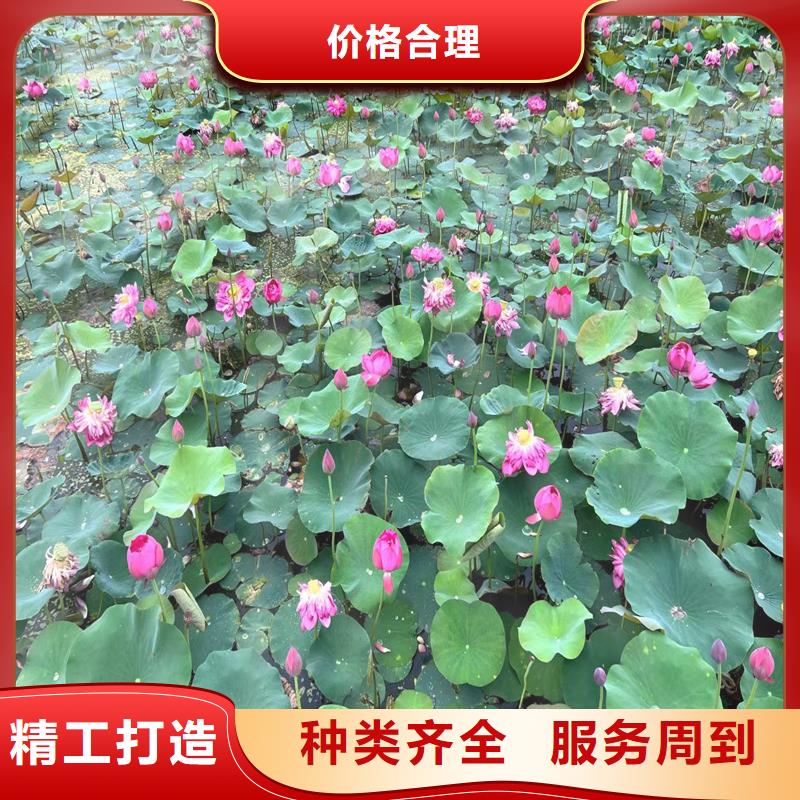 專業(yè)銷售微型荷花苗-大型廠家