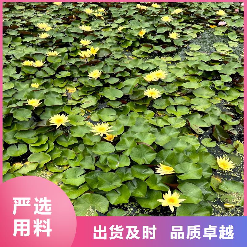 耐寒荷花苗批發(fā)-制作精良