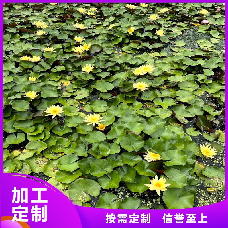 :水生植物種苗廠家