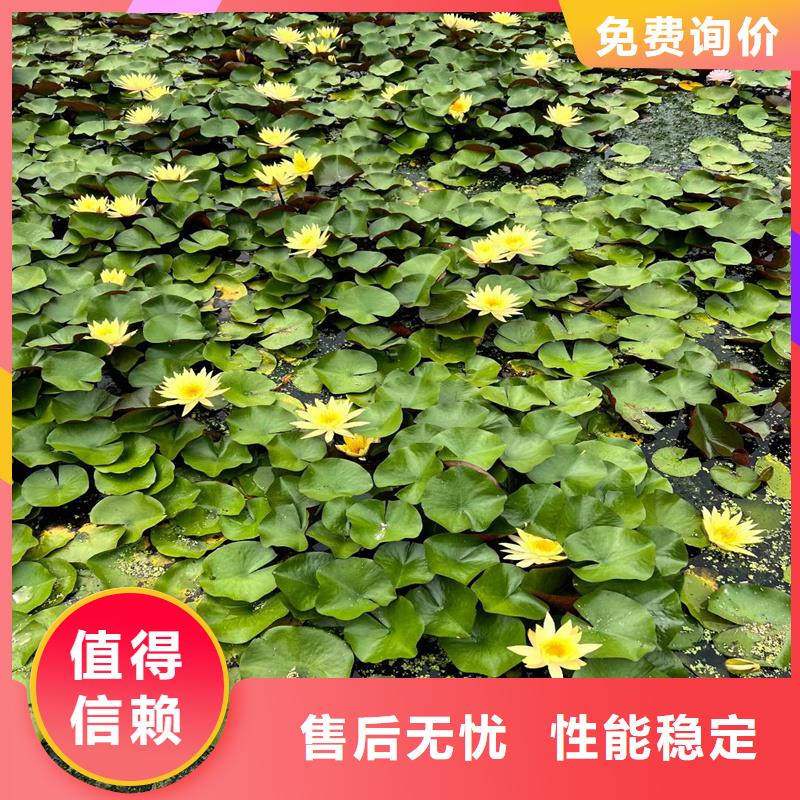 荷花苗定制服務廠家價格優(yōu)惠
