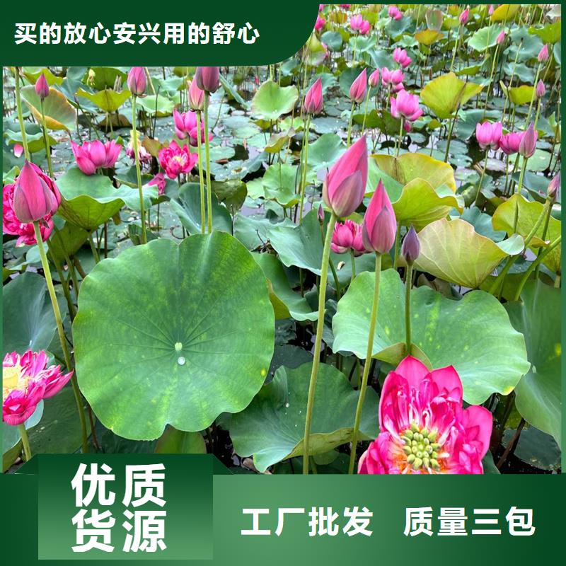 荷花苗零售備貨充足