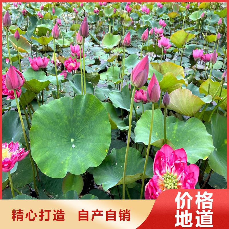 批發(fā)食用荷花苗_誠(chéng)信企業(yè)