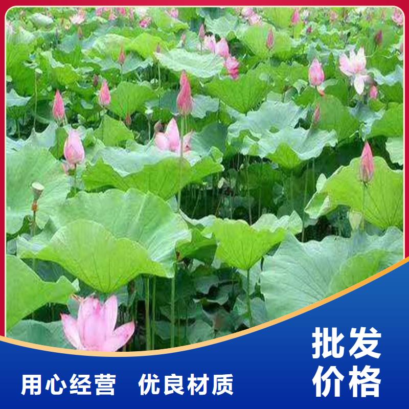 荷花苗技術(shù)指導(dǎo)優(yōu)質(zhì)售后