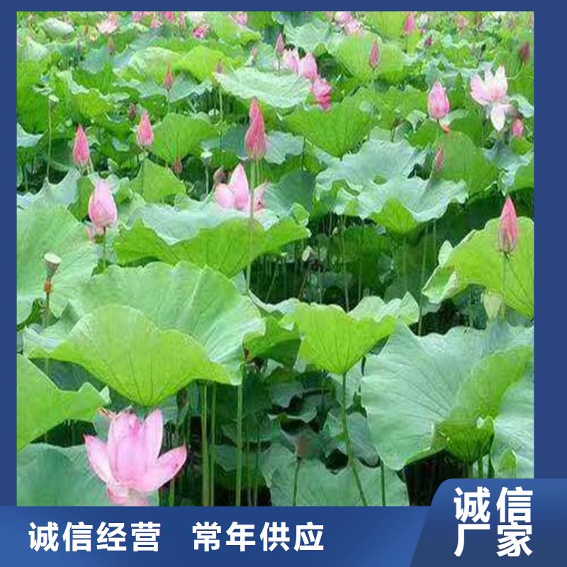 稀有荷花苗-一心為客戶