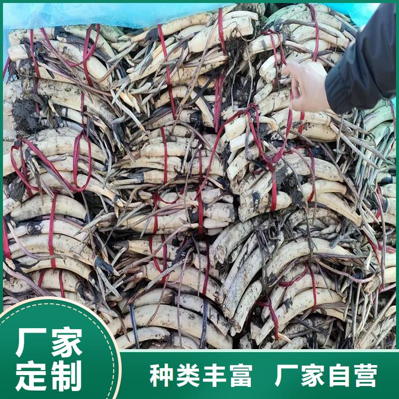 荷花苗白色荷花苗廠家新品