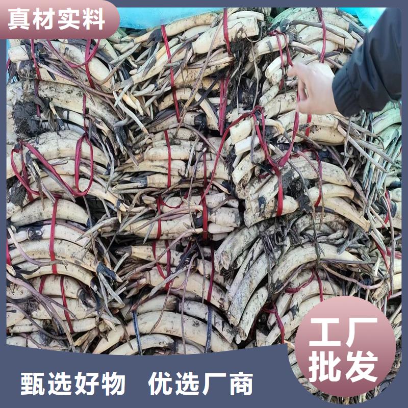 質(zhì)優(yōu)價廉的水生植物種苗銷售廠家