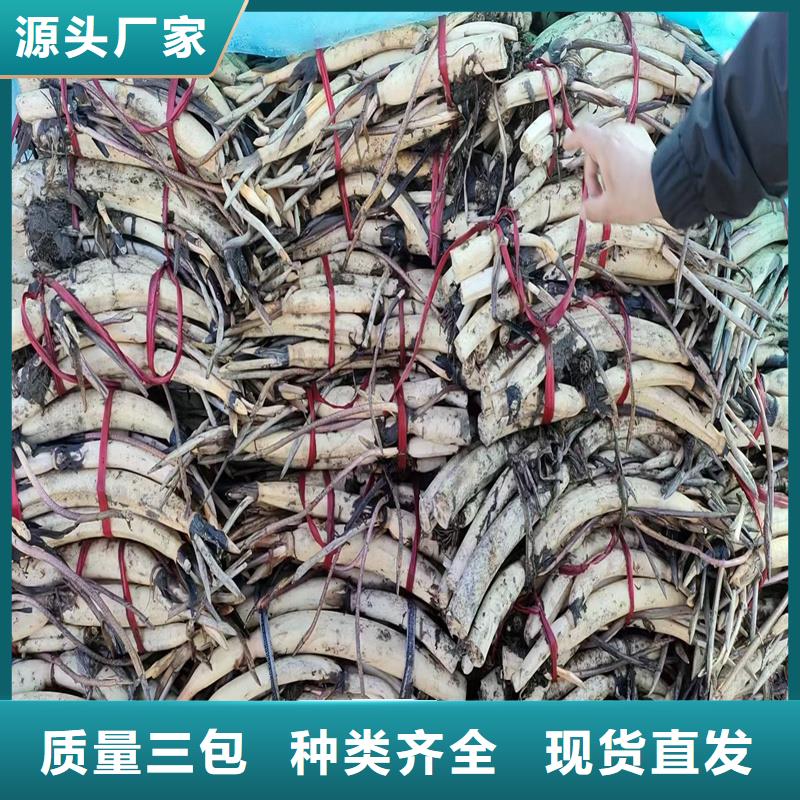 質(zhì)量?jī)?yōu)的經(jīng)濟(jì)型荷花苗現(xiàn)貨廠家