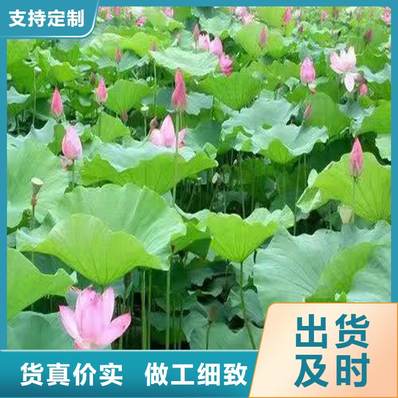 專注根系發(fā)達(dá)荷花苗銷售