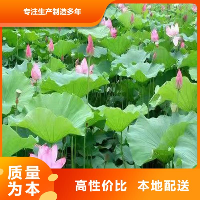 重瓣荷花苗-聯(lián)系方式