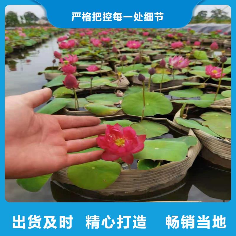 耐寒荷花苗批發(fā)-制作精良