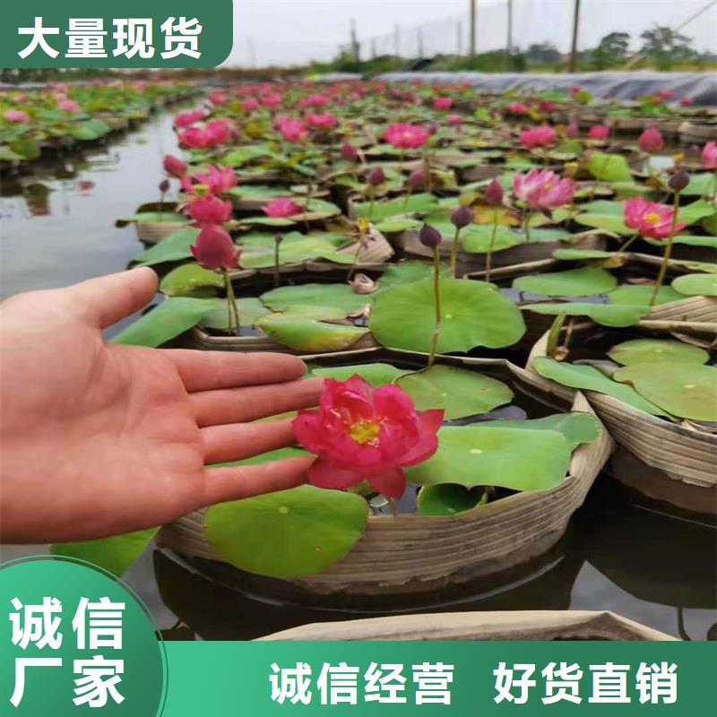 2025發(fā)貨快速#荷花苗長(zhǎng)期合作#實(shí)體廠家