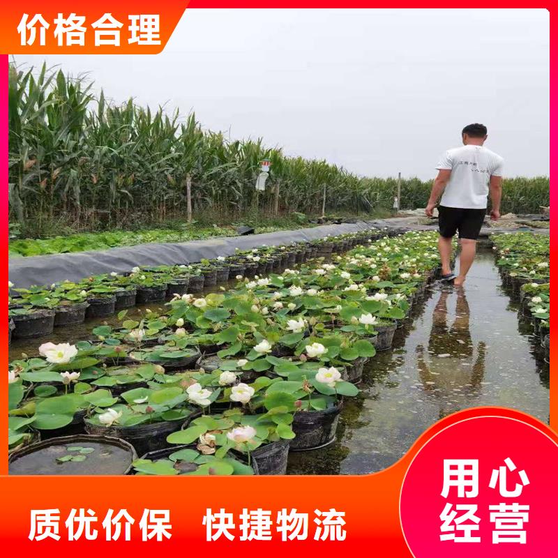 荷花苗景區(qū)美化廠家直銷-荷景園林綠化工程有限公司