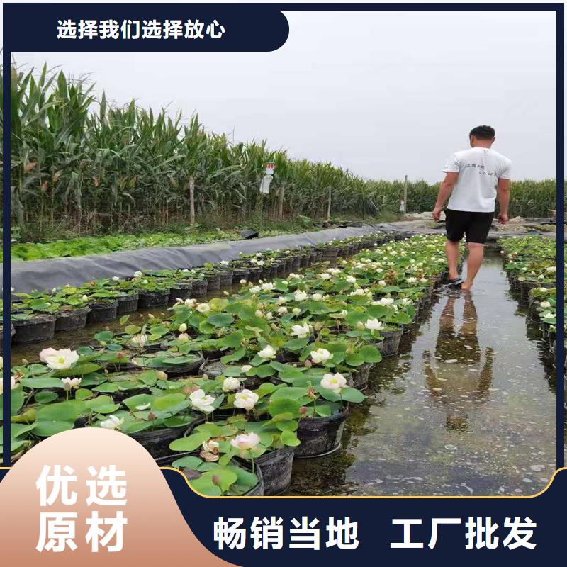 開花早荷花苗詳情電話咨詢