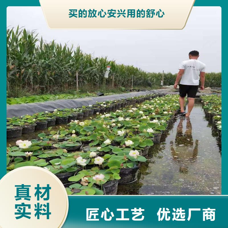 【圖】精品荷花苗廠家批發(fā)