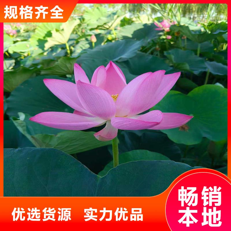 專業(yè)銷售微型荷花苗-大型廠家