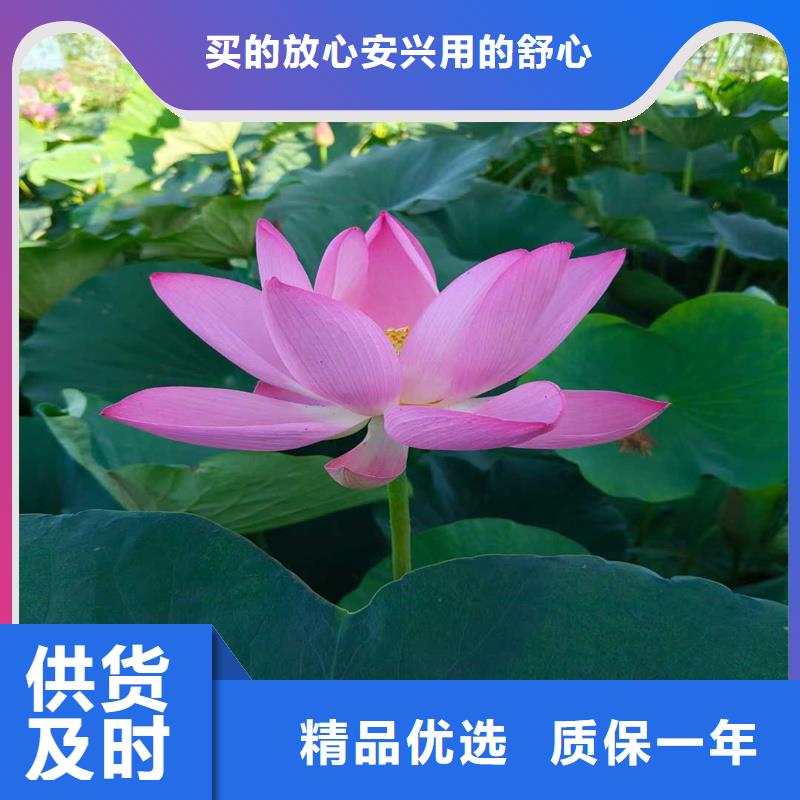 生產(chǎn)微型荷花苗廠(chǎng)家-可定制