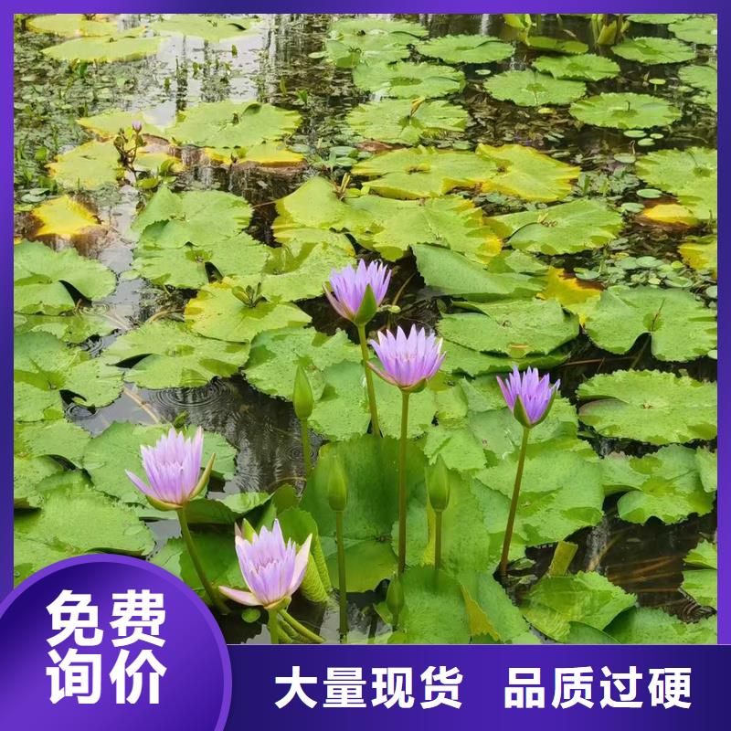 荷花苗_白色荷花苗歡迎新老客戶垂詢