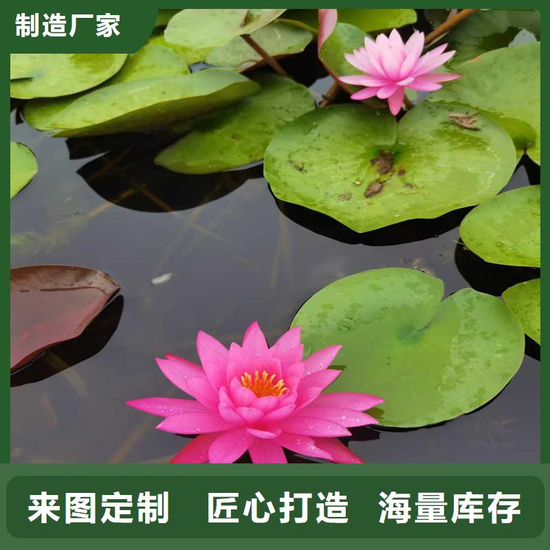 荷花苗定制服務(wù)廠家價(jià)格優(yōu)惠