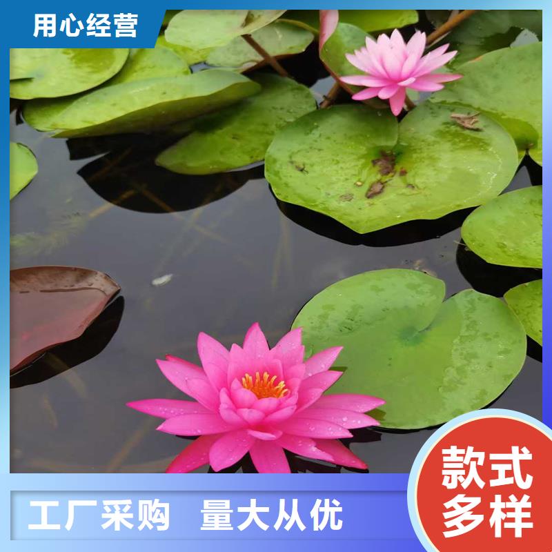 野生荷花苗質(zhì)量優(yōu)異