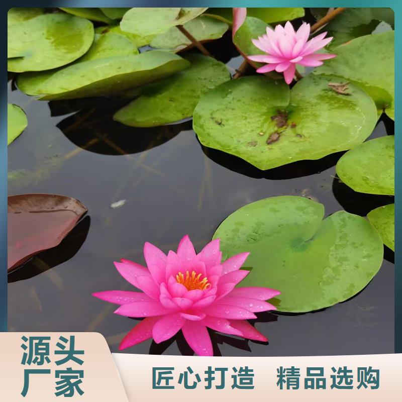 荷花苗零售備貨充足