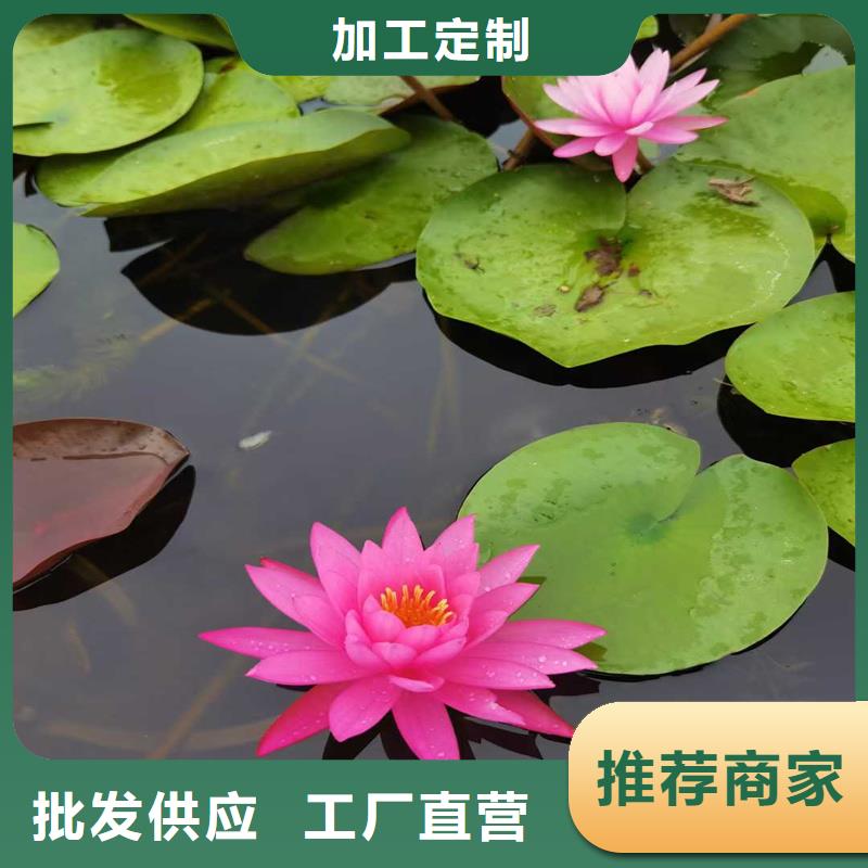荷花苗零售備貨充足
