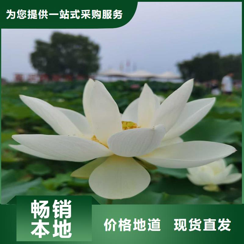 荷花苗零售備貨充足