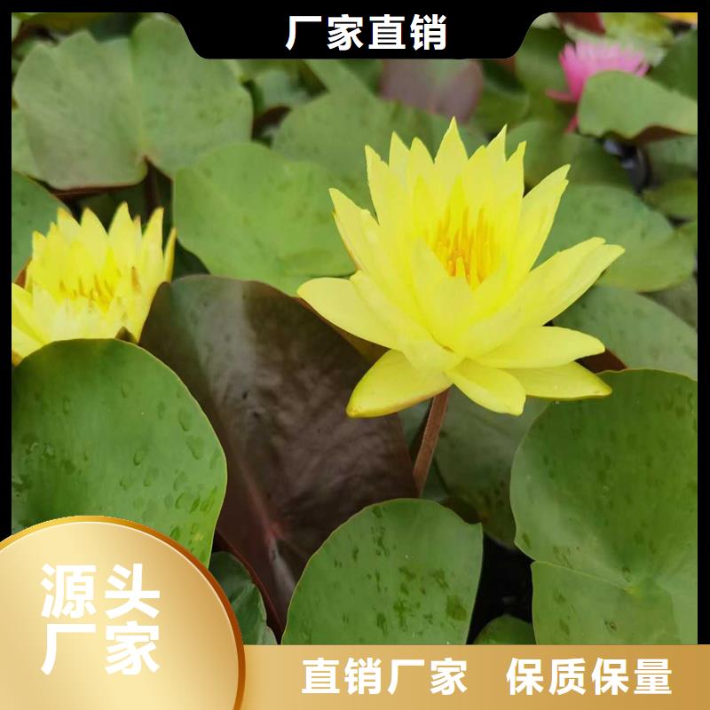 專業(yè)銷售微型荷花苗-大型廠家
