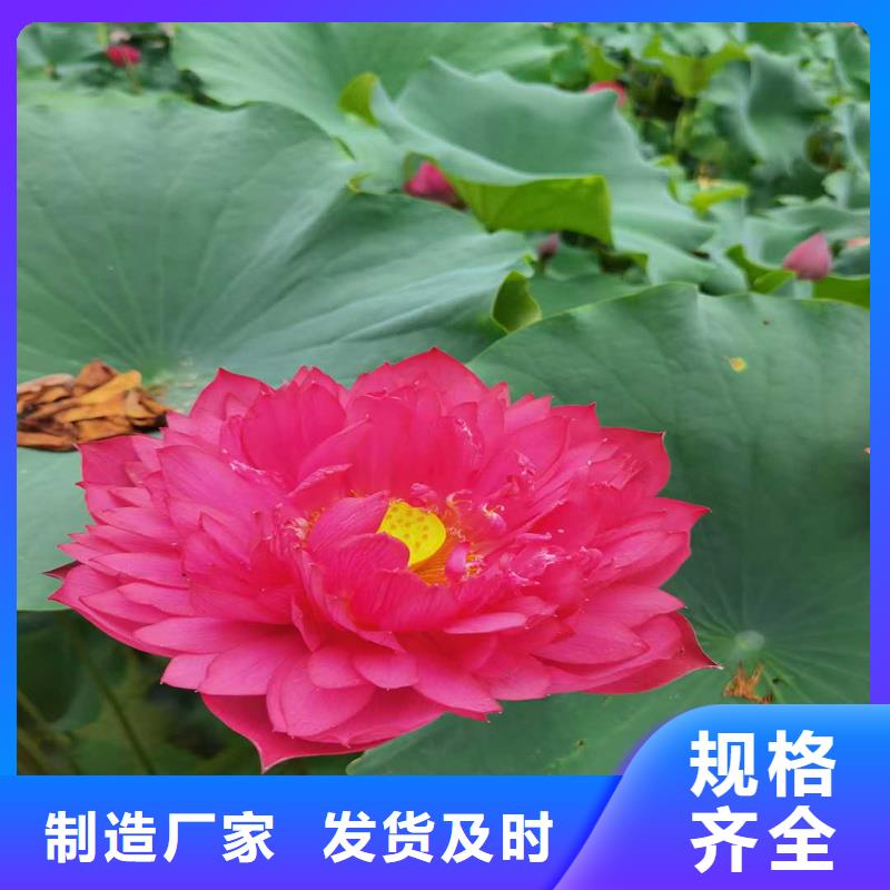 食用荷花苗-食用荷花苗供應(yīng)