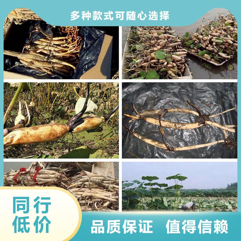 花色艷荷花苗貨源穩(wěn)定