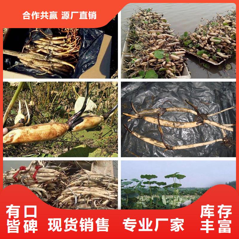 荷花苗-觀賞荷花苗好廠家有擔(dān)當(dāng)