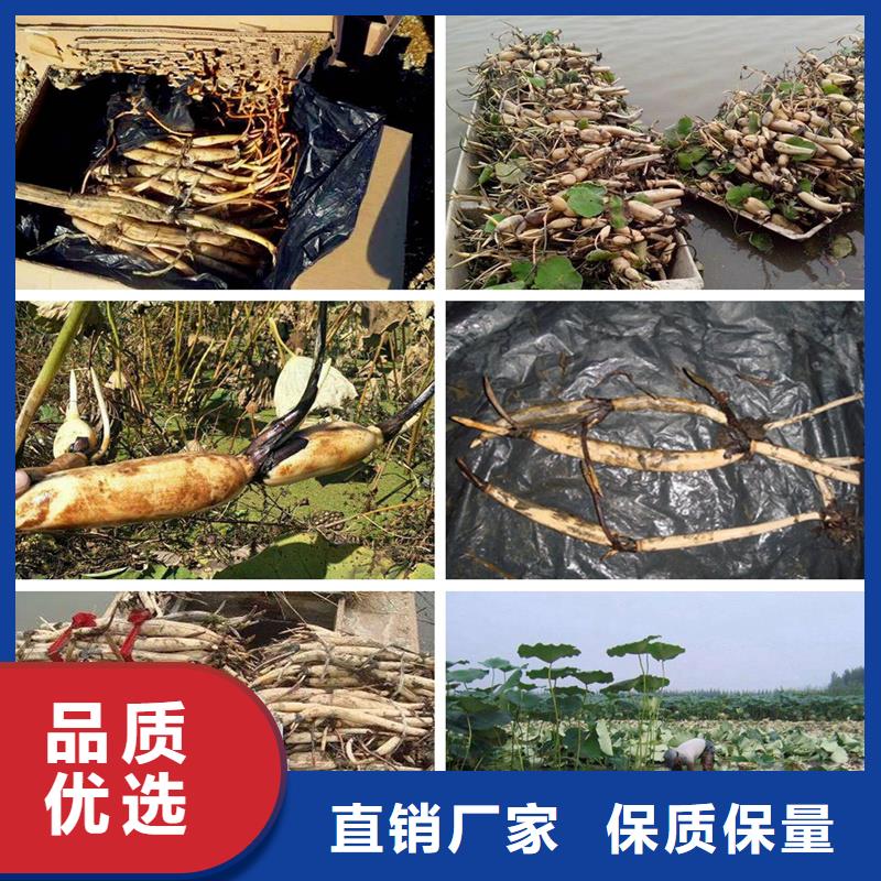 荷花苗耐寒荷花苗品牌專營