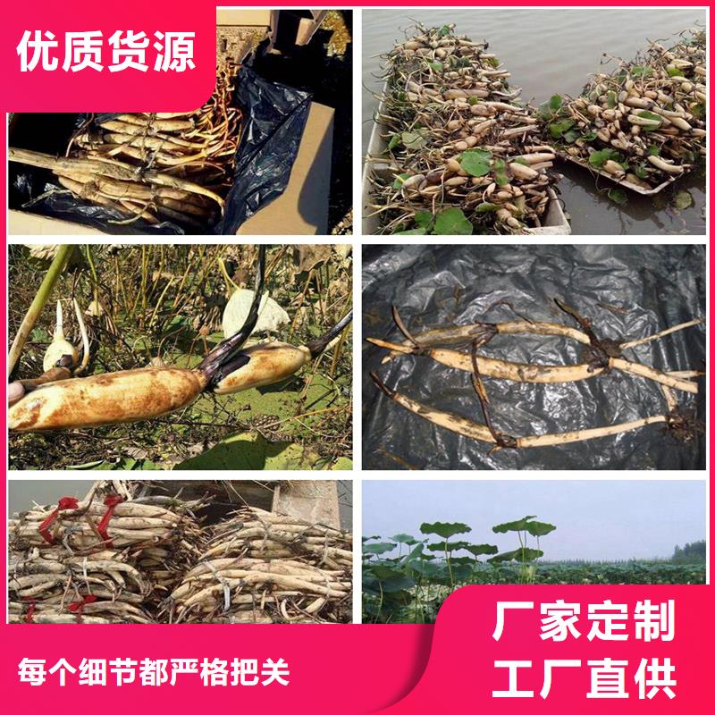 生產(chǎn)微型荷花苗廠(chǎng)家-可定制