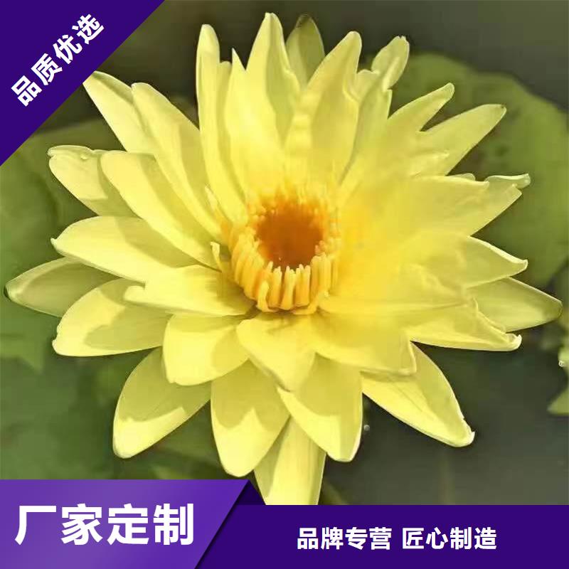 有現(xiàn)貨的全年荷花苗供貨商